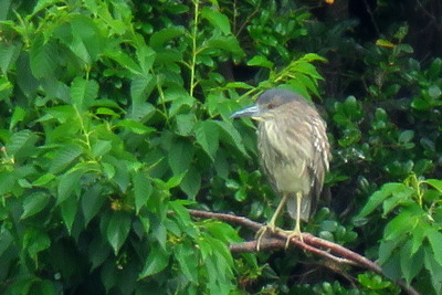 ゴイサギ_170509_東京港野鳥公園_古沢撮影_IMG_0077_trim