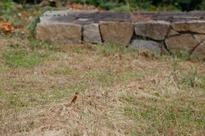 ノビタキ_220929_東京港野鳥公園_恩田幸昌_MG_3101_trim