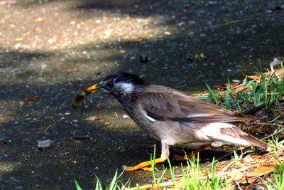ムクドリ_170527_東京港野鳥公園_長縄撮影_IMG_0020_trim