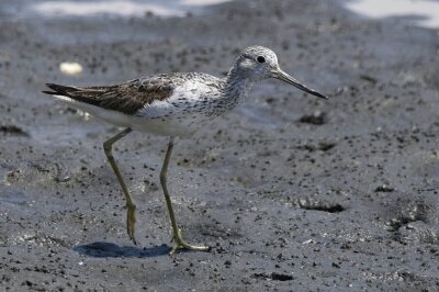 アオアシシギ_20200814_東京港野鳥公園_レンジャー撮影