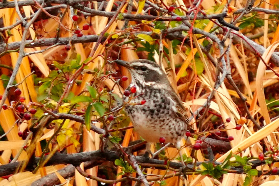 2025年2月2日の野鳥公園 : 東京港野鳥公園 レンジャーブログ