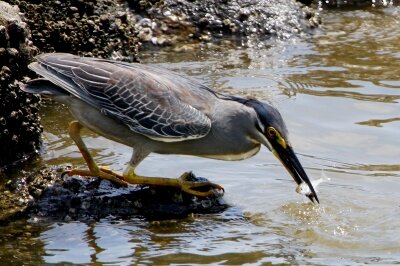ササゴイ_230608_東京港野鳥公園_恩田幸昌_MG_1938_trim