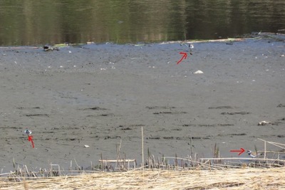 kotidori