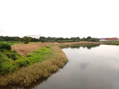 潮入り斜面草刈後_220929_東京港野鳥公園_恩田幸昌_P9290391_trim