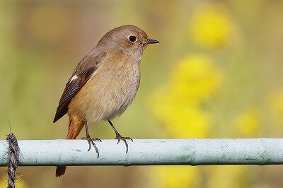 IMG_7107（トリミング）