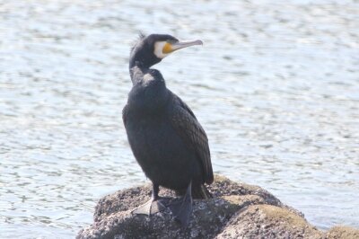カワウ_240316_東京港野鳥公園_恩田幸昌_IMG_0962_trim