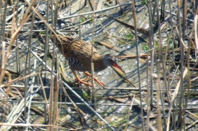 190317_クイナ_潮入りの池_青木撮影