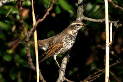 ツグミ_250109_東京港野鳥公園_潮入りの池_公財日本野鳥の会_レンジャー青木撮影