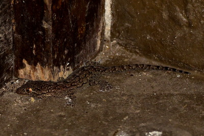 ヤモリ_20200829_東京港野鳥公園_レンジャー撮影