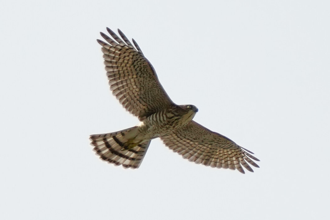 2024年8月9日の野鳥公園 : 東京港野鳥公園 レンジャーブログ