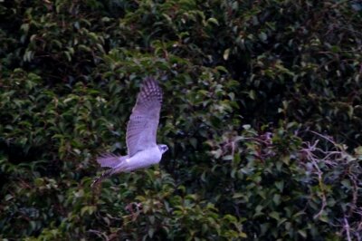 オオタカ_240305_東京港野鳥公園_恩田幸昌_IMG_0656_trim