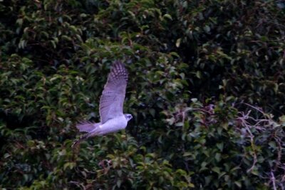 オオタカ_240305_東京港野鳥公園_恩田幸昌_IMG_0656_trim