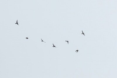 DSC_5744-強化-NR