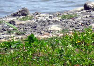 IMG_0016のコピー