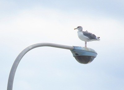 セグロカモメー181209－前浜干潟