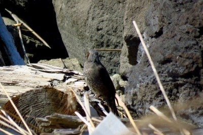 190315_ヒヨドリ_前浜_古沢撮影