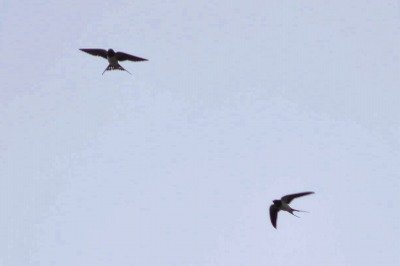 190330_ツバメ_東淡水池_青木撮影