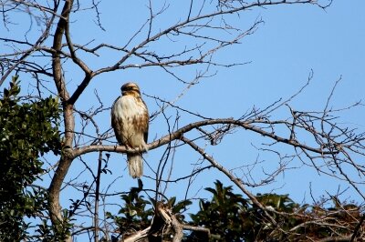 ノスリ_220112_東京港野鳥公園_恩田幸昌_MG_0424_trim