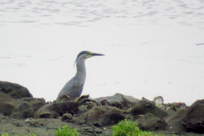 ササゴイ_170625_東京港野鳥公園_恩田撮影_IMG_0016_trim