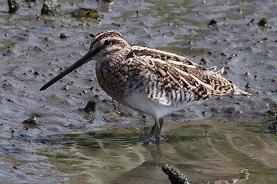田鴫　IMG_0008鳥