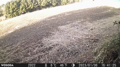 ノスリ_230130_東京港野鳥公園_ _川島撮影-328