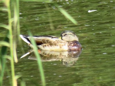 マガモー190928－東淡水池