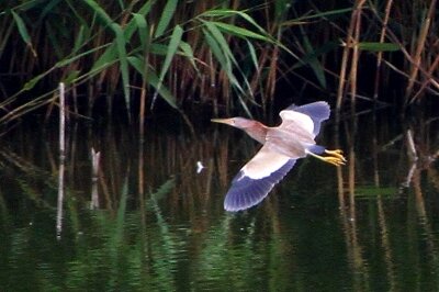 ヨシゴイ_230530_東京港野鳥公園_恩田幸昌_MG_1370_trim