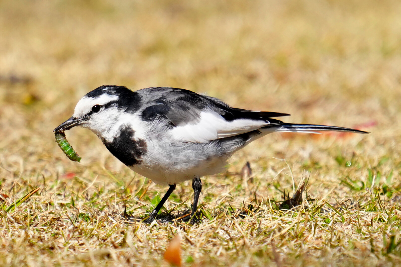 2025年3月13日の野鳥公園 : 東京港野鳥公園 レンジャーブログ