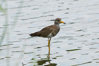 ケリ_240814_東京港野鳥公園_潮入りの池_公財日本野鳥の会_レンジャー青木撮影1