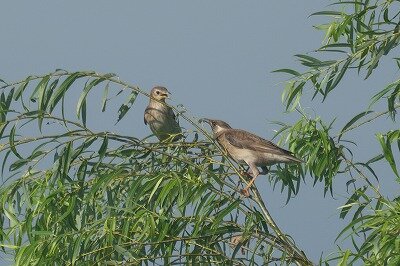 DSC_9097-2