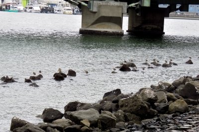 190426_チュウシャクシギ、キョウジョシギ_前浜_古沢撮影