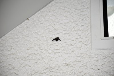 アブラコウモリ_190727_ネイチャーセンター