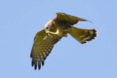 サシバ_20200821_東京港野鳥公園_レンジャー撮影