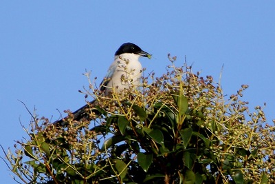 オナガ_171026_東京港野鳥公園_恩田撮影_MG_7610_trim