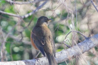 アカハラ_240203_東京港野鳥公園_恩田幸昌_IMG_9871_trim
