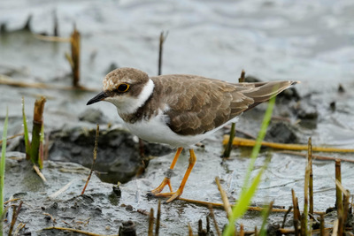 コチドリ_240827_東京港野鳥公園_潮入りの池_公財日本野鳥の会_レンジャー青木撮影1