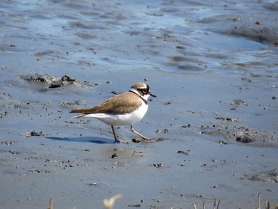 コチドリ‐20190314東京港野鳥公園