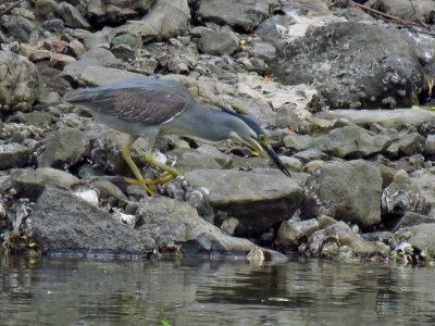 190528_ササゴイ_潮入りの池_古沢撮影2