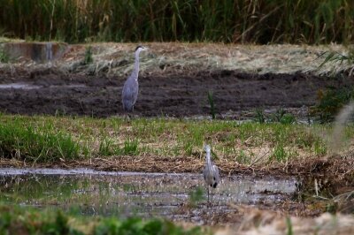 アオサギ_201027_東京港野鳥公園_恩田幸昌_MG_5882_trim