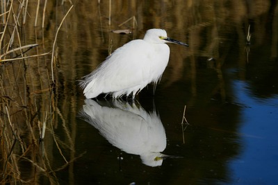 コサギ_250109_東京港野鳥公園_潮入りの池_公財日本野鳥の会_レンジャー青木撮影