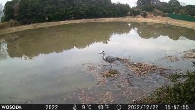 アオサギ_221222_東京港野鳥公園_ _川島撮影-019