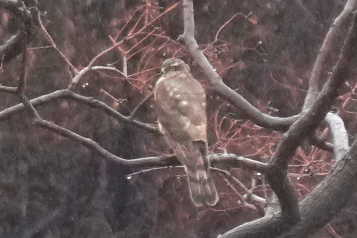2025年2月2日の野鳥公園 : 東京港野鳥公園 レンジャーブログ