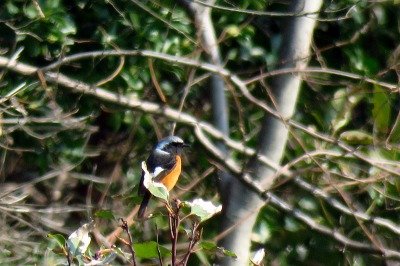 190316_ジョウビタキ_前浜_青木撮影