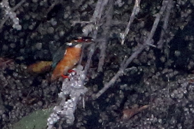 カワセミ_170504_東京港野鳥公園_恩田撮影_MG_3373_trim