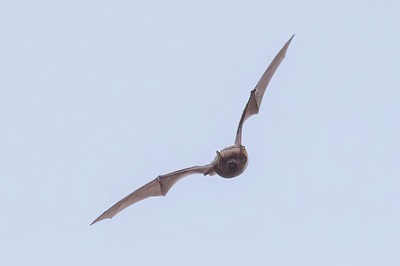 DSC_1571-DeNoiseAI-standard