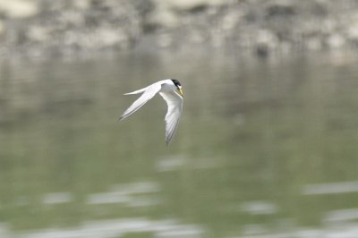 コアジサシ_190728_潮入りの池