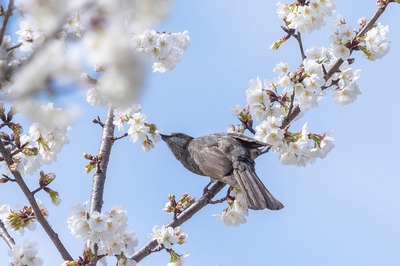 DSC_1532-DeNoiseAI-standard