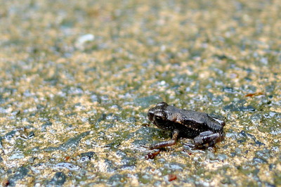 アズマヒキガエル_170526_東京港野鳥公園_恩田撮影_P1390198_trim