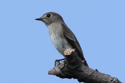 2025年9月17日の野鳥公園 : 東京港野鳥公園 レンジャーブログ