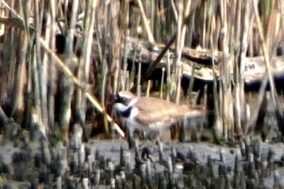 コチドリ_20210319_東京港野鳥公園_公財日本野鳥の会_青木R撮影